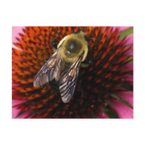 Busy Bee_094 Postcard