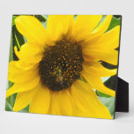 Busy Bee Accented Edges Plaques
