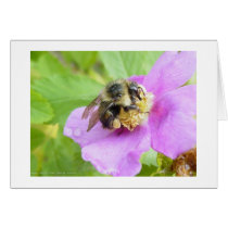 Busy Bee cards