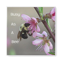 Busy Bee magnets