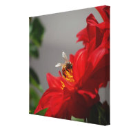 Busy Bee on Red Dahlia Canvas wrappedcanvas
