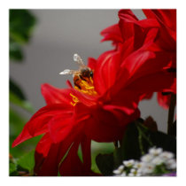Busy Bee on Red Dahlia Poster posters
