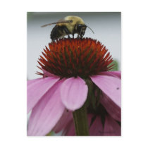 Busy Bee Postcard