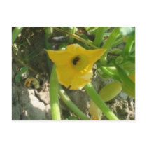 Busy Bee postcards