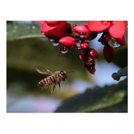 Busy Bee Postcards