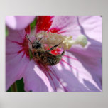 Busy Bee Posters