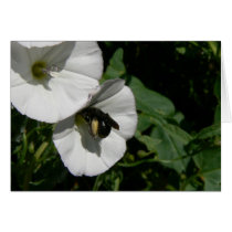 Busy Black Bee cards