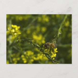 Busy Busy Bee Post Card