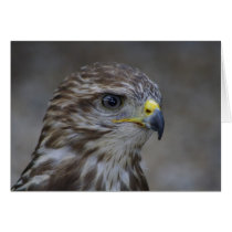 Buteo buteo cards by EMangl Buteo buteo cards