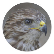 Buteo buteo stickers by EMangl Buteo buteo stickers