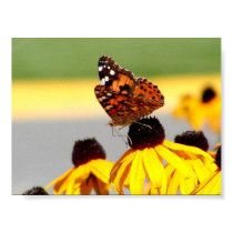 BUTERFLY ON BLACKEYED SUSANS posters