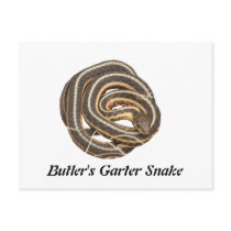 Butler's Garter Snake Post Card