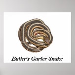 Butler's Garter Snake posters