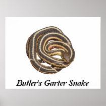 Butler's Garter Snake Posters