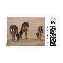 Butt Shot Stamps
