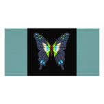butteflies and moths photo cards