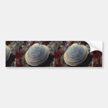 Butter clam (Saxidomus giganteus) Shell Bumper Stickers