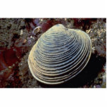 Butter clam (Saxidomus giganteus) Shell Photo Cutouts