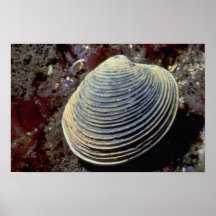 Butter clam (Saxidomus giganteus) Shell Poster