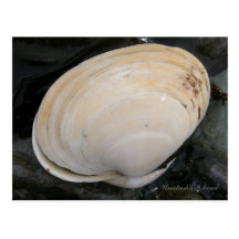 Butter Clam Seashell, Unalaska Island Postcard