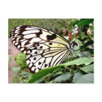 Buttercow postcards by Junglegeorge Buttercow postcards