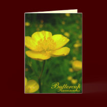 Buttercup Card Wild Flowers Custom Easter Cards cards