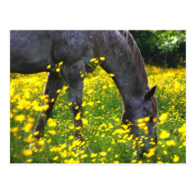 Buttercup Love Postcards