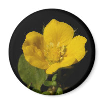 Buttercup ~ magnet