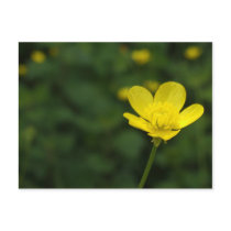 Buttercup Postcard postcards