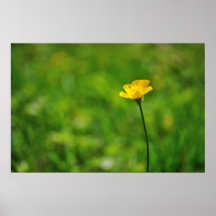 Buttercup Poster