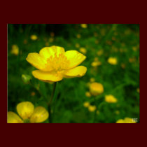 Buttercup Poster Print Wildfower Art Print posters