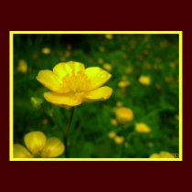 Buttercup Poster Print Wildfower Art Print posters