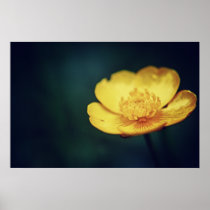 Buttercup Print posters