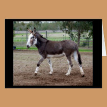 Buttercup the donkey photo card cards