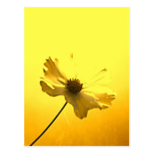 Buttercup-yellow Post Card