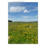 "Buttercups!" Cards