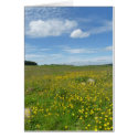 "Buttercups!" cards