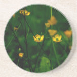 Buttercups Coaster