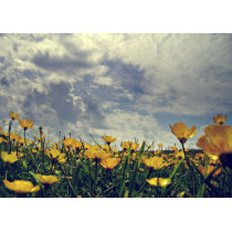 Buttercups