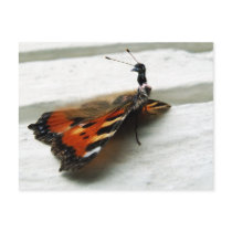 Butteremu postcards by Junglegeorge Butteremu postcards