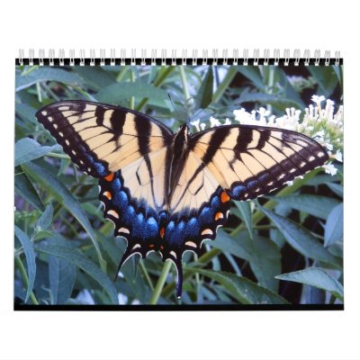 Butterflies 2011 Calendar