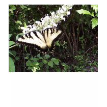 Butterflies All Under t-shirts