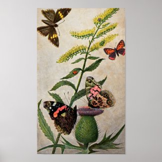 Butterflies and Thistle Print
