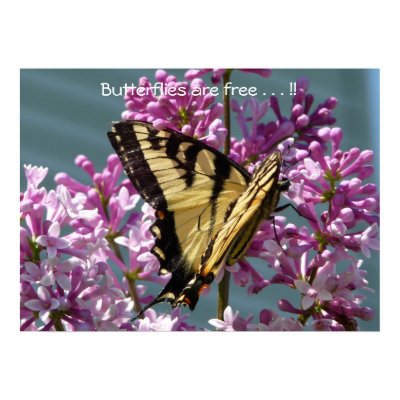Butterflies are free . . . !! print by VermontCardCompany