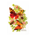 Butterflies & Beetles posters