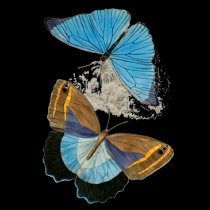 Butterflies - Blue