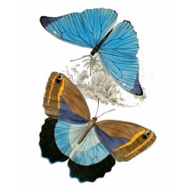Butterflies - Blue t-shirts