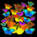 Butterflies! Butterflies! Magnet magnet