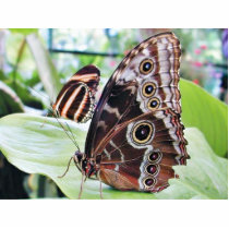 Butterflies Butterfly photo sculptures by lifesphere Butterflies Butterfly photo sculptures