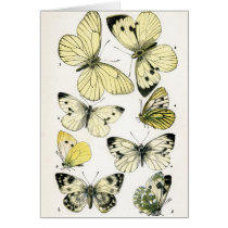 Butterflies Greeting Cards